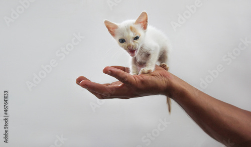 angry kitten white kitten on hand funny face angry face