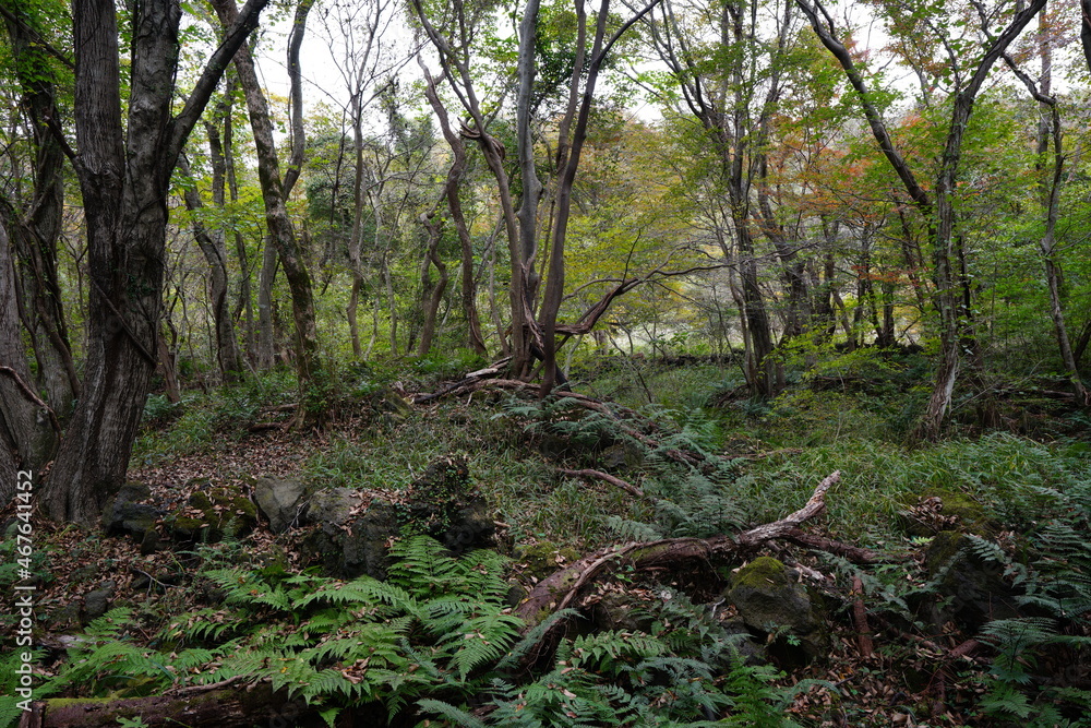 Fototapeta premium a refreshing autumn forest with fresh fern