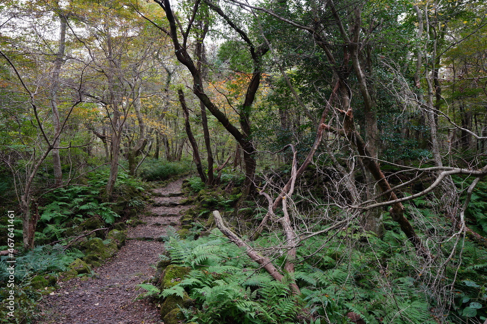 a fascinating autumn forest with a path a fascinating autumn forest with a path
