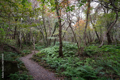 a refreshing autumn forest with fresh fern