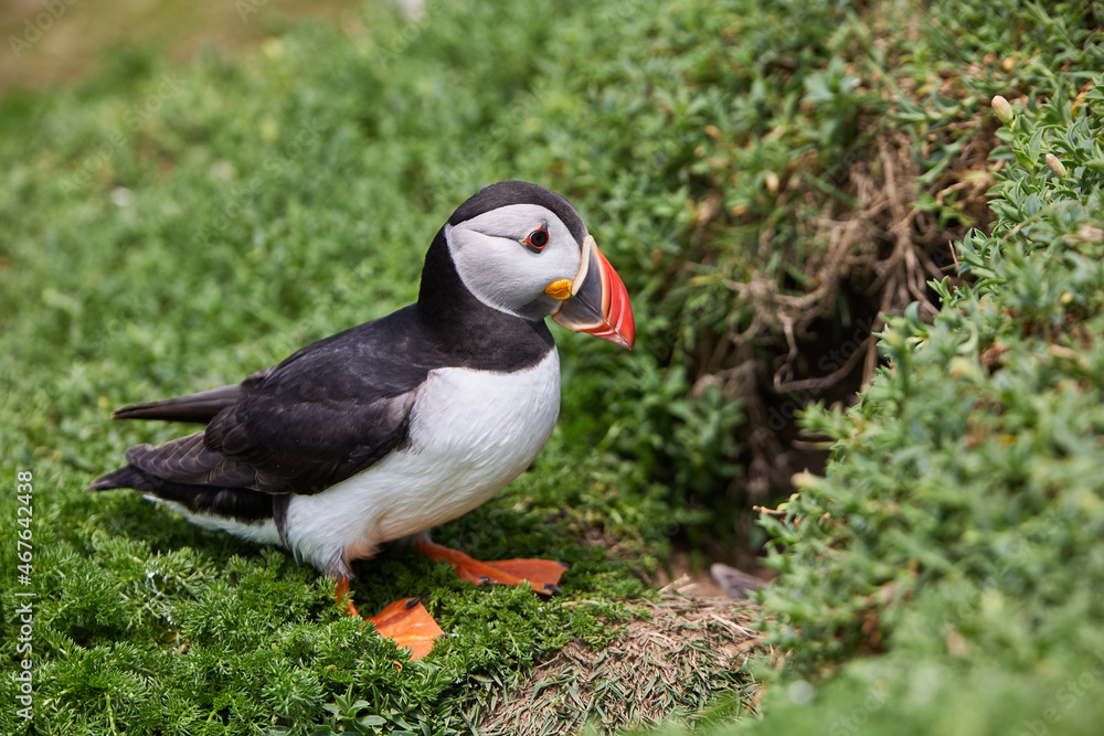 puffin birds on the Saltee Islands in Ireland, near their nest puffin birds on the Saltee Islands in Ireland, near their nest