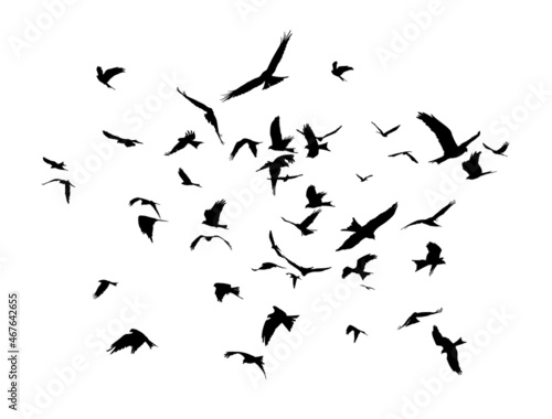 The Flock of birds in flight. © designer_an
