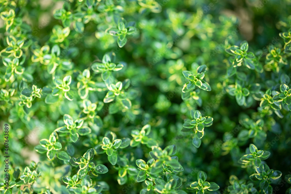 Obraz premium Fresh green Lemon Thyme plant, close up. Thyme herb (Thymus Citriodorus) growing. Green leaves background.