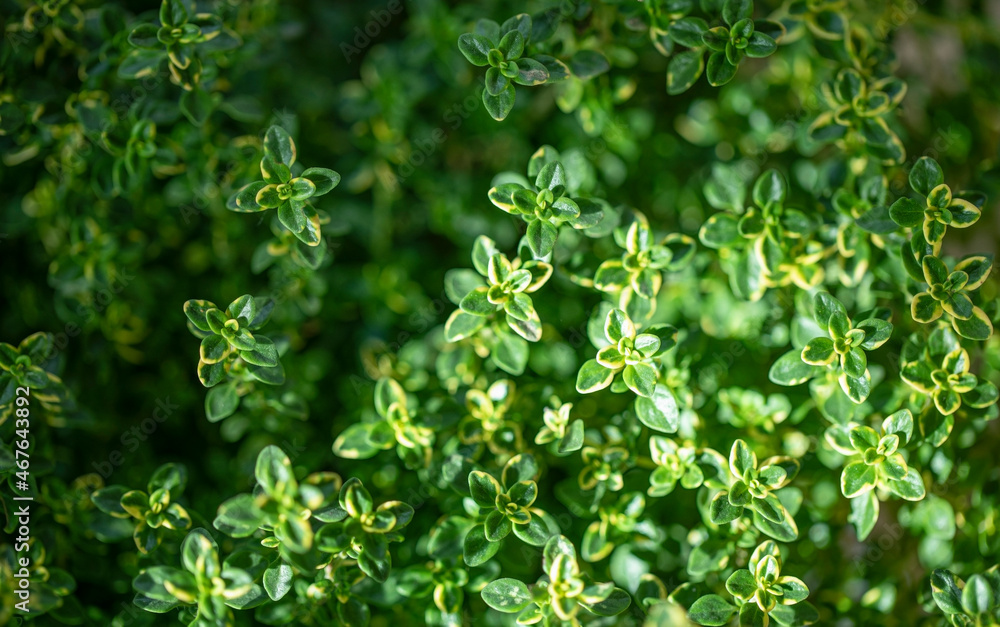 Fresh green Lemon Thyme plant, close up. Thyme herb (Thymus Citriodorus) growing. Green leaves background. Fresh green Lemon Thyme plant, close up. Thyme herb (Thymus Citriodorus) growing. Green leaves background.