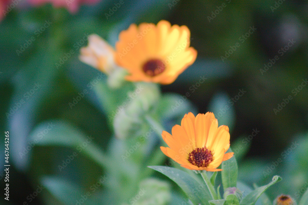 Pot marigold in bloom closeup view with blurred background Pot marigold in bloom closeup view with blurred background
