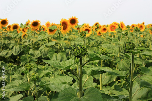 Yellow ripe sunflowers in a green field