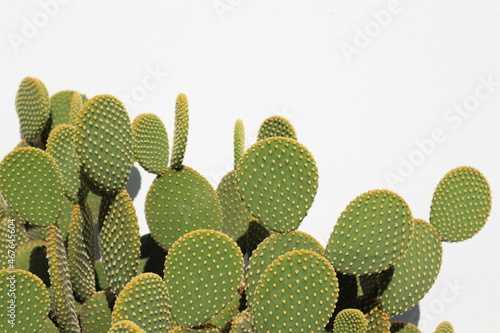 Green cactus on a white background postcard concept 