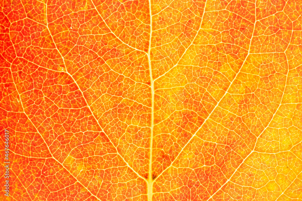 Natural background, close-up view of a red persimmon tree leaf.