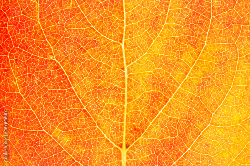 Natural background, close-up view of a red persimmon tree leaf.