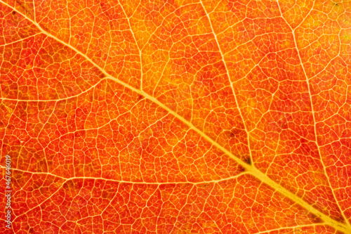 Natural background, close-up view of a red persimmon tree leaf.
