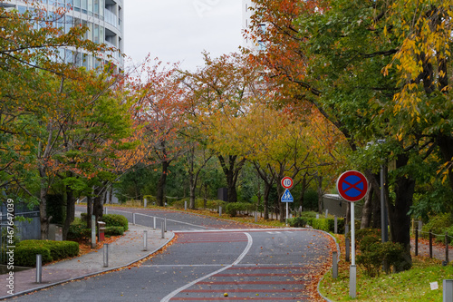 紅葉が美しい坂道のある風景　東京、赤坂5丁目の街の風景　赤坂駅前、一ツ木通り、赤坂通り、三分坂、円通寺坂がある。台地の下の部分には住宅街あ広がる。放送局の建物がランドマークタワーとなっている。　赤坂、港区、東京、日本