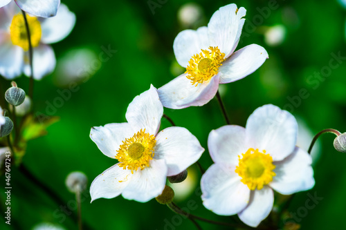 Beautiful white blossoming garden flowers