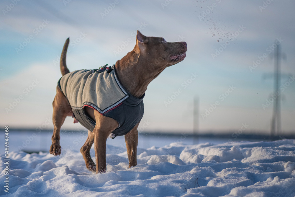 Beautiful purebred American Pit Bull Terrier on the snow in a field in winter. Beautiful purebred American Pit Bull Terrier on the snow in a field in winter.