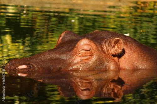hippopotamus in zoo