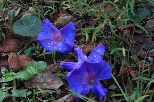 blue iris flower