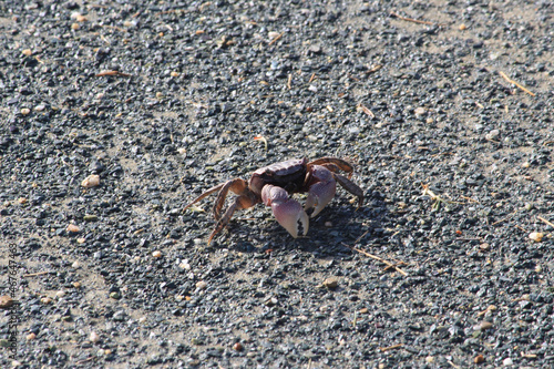 crab on the sand