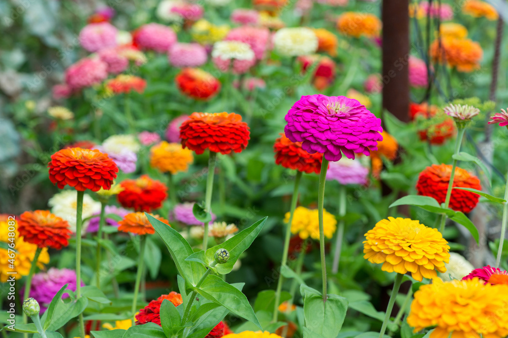 Colorful zinnia flowers blooming in the garden. Blurred background. Copy space Colorful zinnia flowers blooming in the garden. Blurred background. Copy space