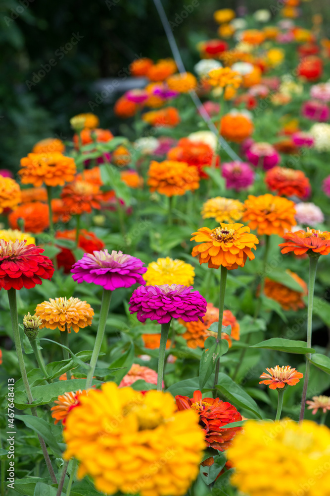 Colorful zinnia flowers blooming in the garden. Blurred background. Copy space Colorful zinnia flowers blooming in the garden. Blurred background. Copy space