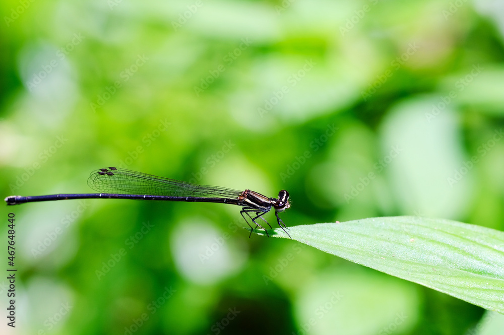 dragonfly on a green leaf dragonfly on a green leaf