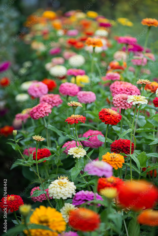 Colorful zinnia flowers blooming in the garden. Blurred background. Copy space