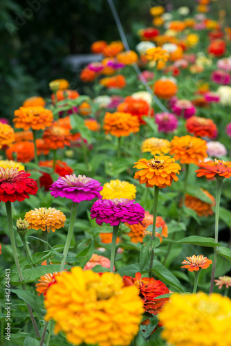 Colorful zinnia flowers blooming in the garden. Blurred background. Copy space © diyanadimitrova