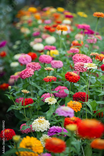 Colorful zinnia flowers blooming in the garden. Blurred background. Copy space © diyanadimitrova