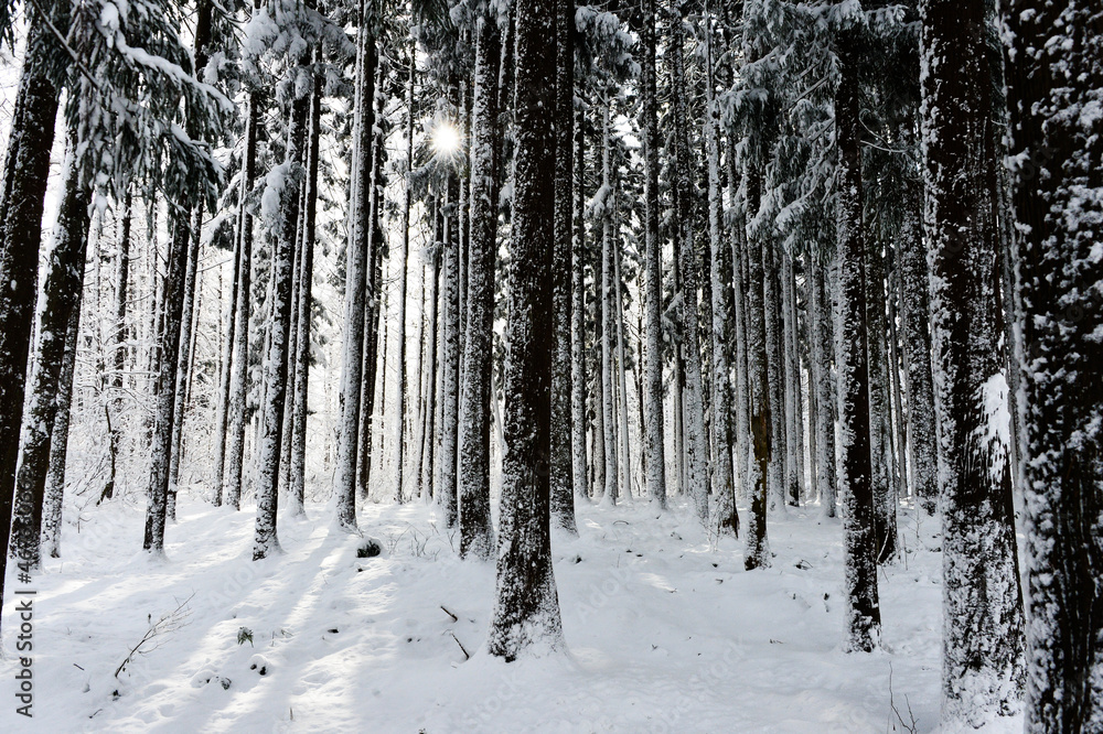 Naklejka premium 雪に覆われた樹木