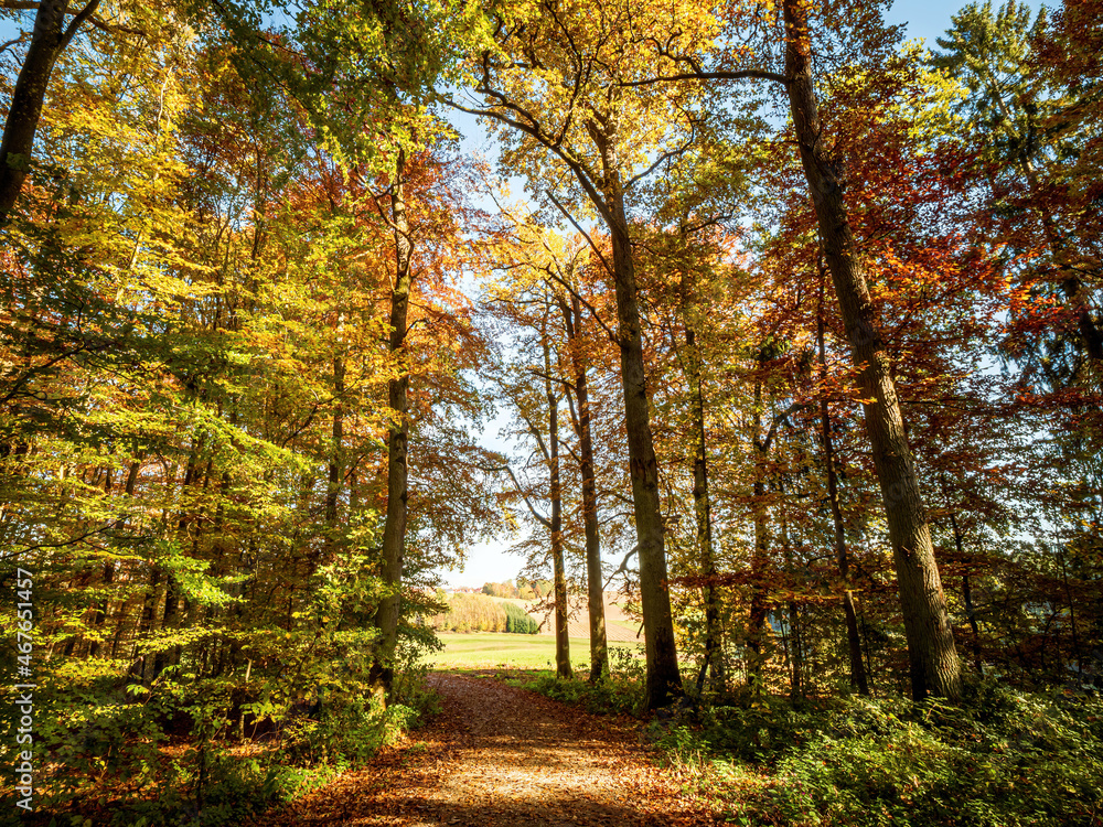 Obraz premium Sunday Autumn Forest walk in Bavaria