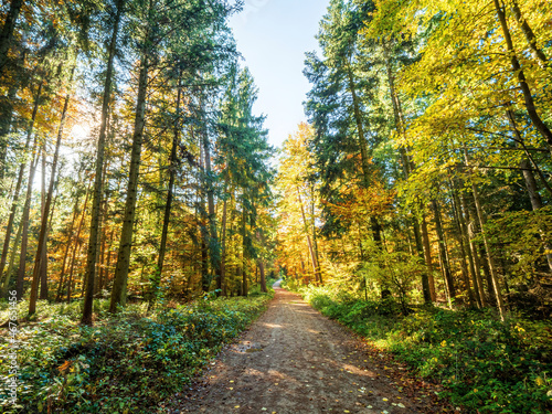 Sunday Autumn Forest walk in Bavaria