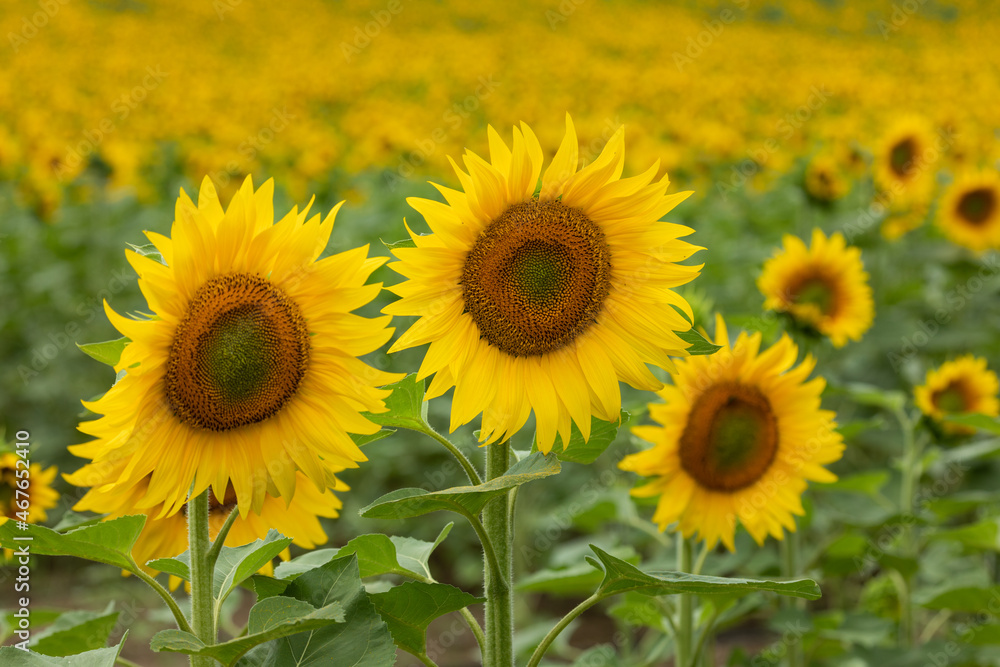 detail of sunflowers in a field