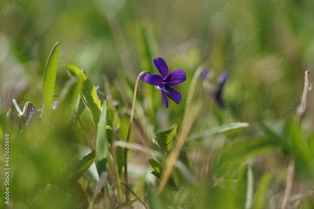 Fototapeta premium スミレの花