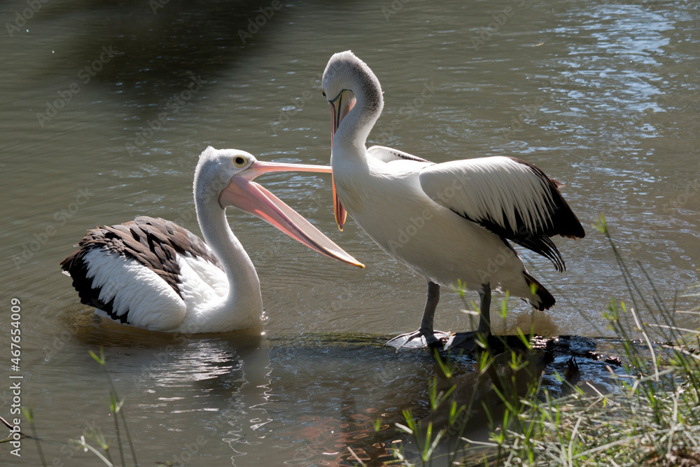 the Australian pelican is a black and white sea bird wioth a large pink beak the Australian pelican is a black and white sea bird wioth a large pink beak