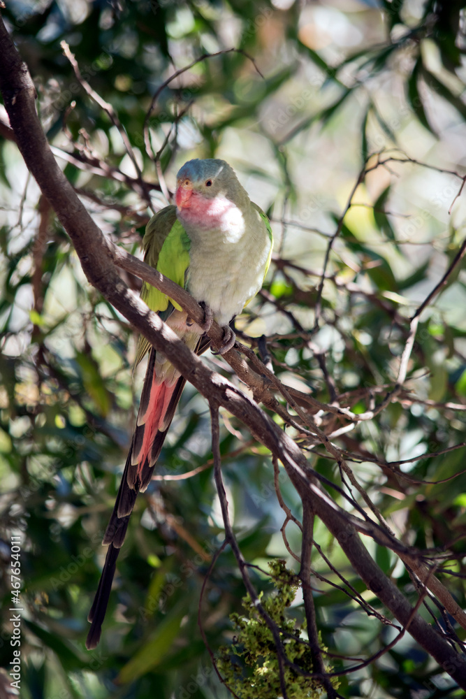 the princess parrot is a colorful parrot the princess parrot is a colorful parrot