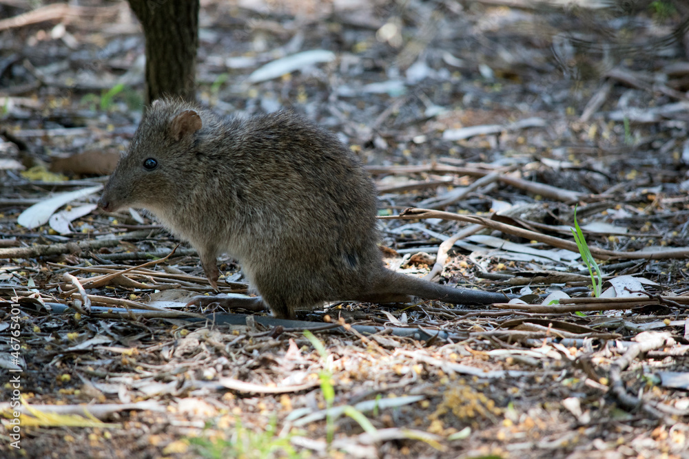 the potoroo is a small marsupial that looks like a rat the potoroo is a small marsupial that looks like a rat
