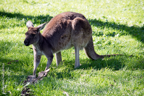 the western greyn kangaroo is brown