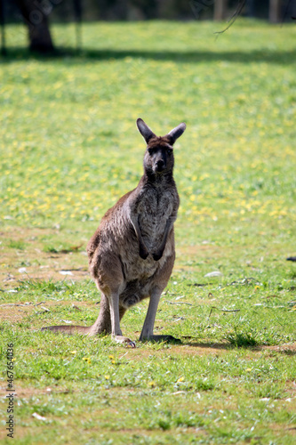 the western grey kangaroo is standing on its hind legs