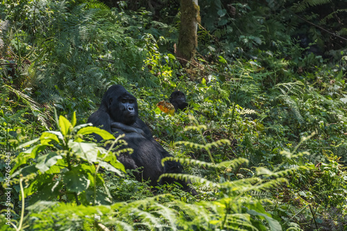 Mountain gorilla - Gorilla beringei, endangered popular large ape from African montane forests, Bwindi, Uganda. photo