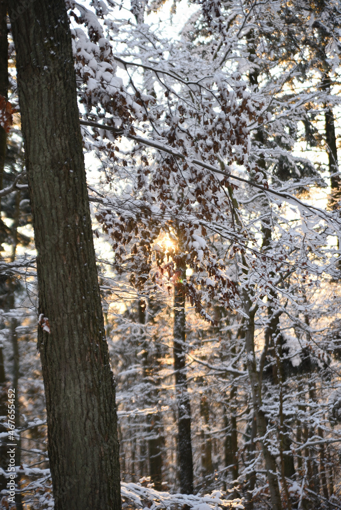 Fototapeta premium Winter