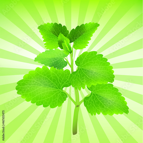 Green mint leaves on the background graphics