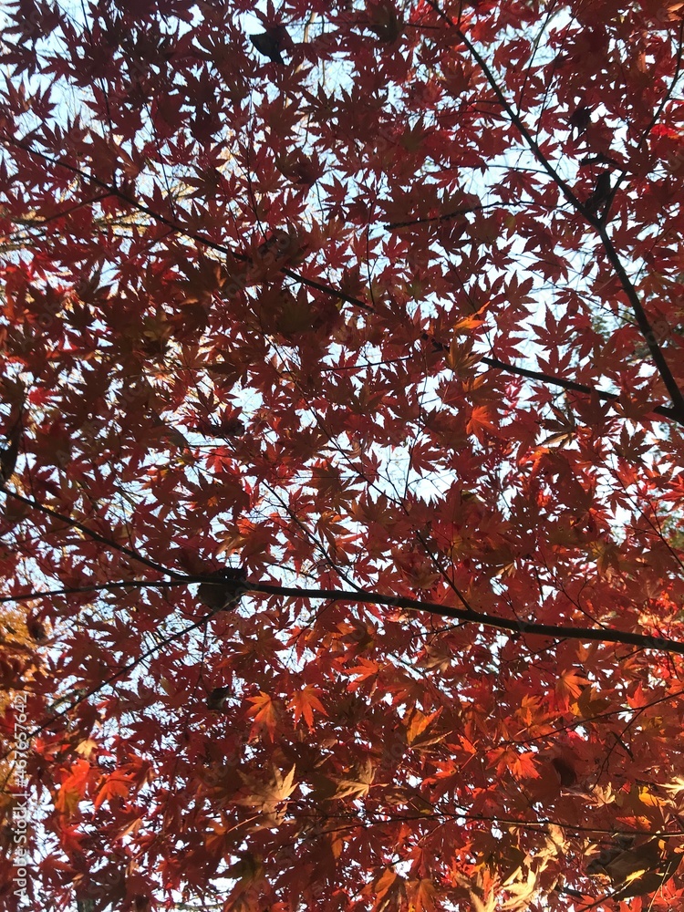 red maple leaves