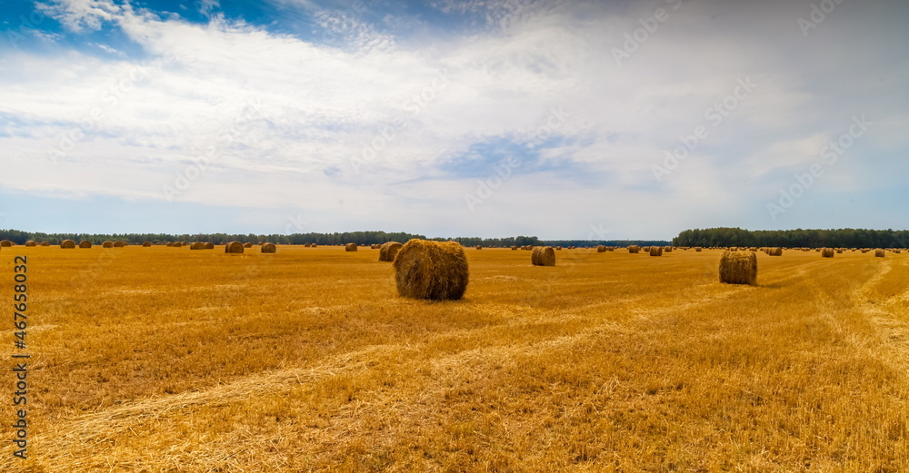 Fototapeta premium Autumn landscape with a field mown from cereals, straw rolls, a strip of forest and sky