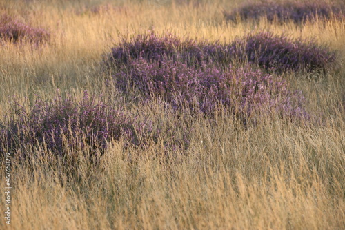 Beautiful purple-colored bushes