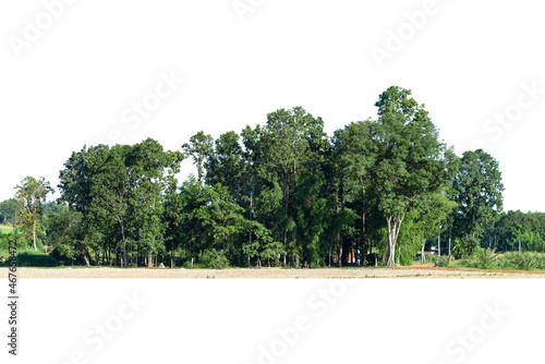 View of a High definition Treeline isolated on a white background