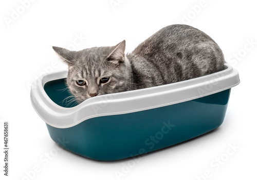 Grey cat in plastic litter box. Isolated on white. photo