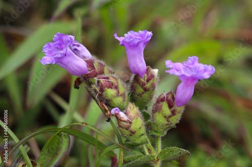 A Close up view of charming Purple heather or Neela Kurinji flowers which blooms once every 12 years in Mandal patti hills in Coorg, India. photo