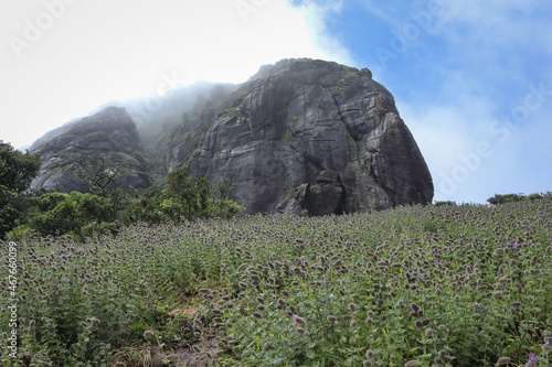 An Engaging view of the Kote betta hill range covered in mist during monsoon is a trekking destination of Coorg which is also nicknamed as Scotland in India.
 photo