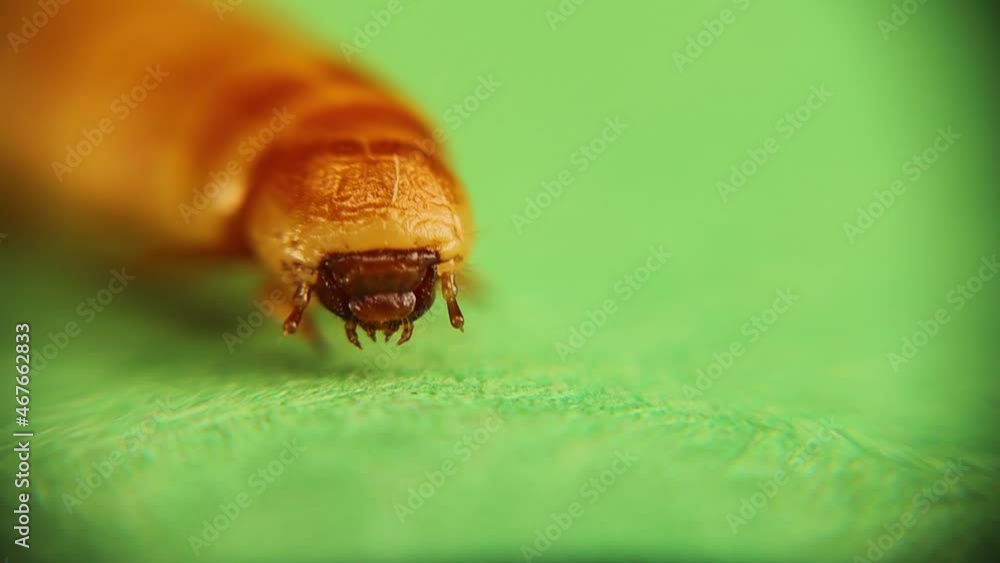 Mealworm head under the microscope. Larva stage of the meal worm