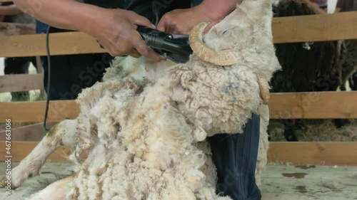 Men shearer shearing sheep at agricultural show in competition. The process by which wool fleece of a sheep is cut off. Electric professional sheep manual hair clipper sheep cutting shearing machine. photo