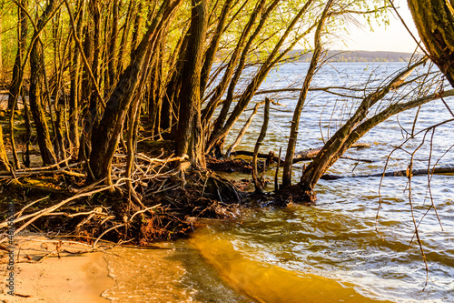 Trees growing on a bank of Kremenchug reservoir. Summer landscape photo