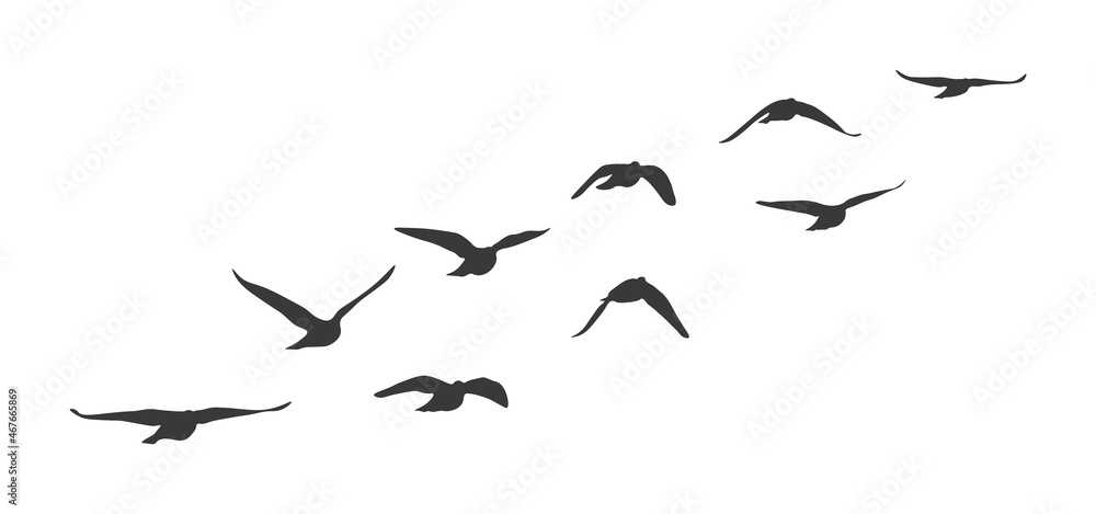7,800+ Flock Of Birds Stock Illustrations, Royalty-Free Vector Graphics &  Clip Art - iStock